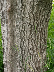 Quercus robur (pedunculate oak, English oak)