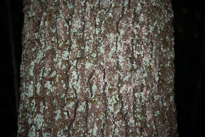 Quercus velutina (Eastern black oak, black oak, yellow oak)