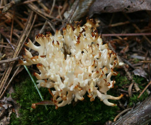 Ramaria botrytis (clustered coral, pink-tipped coral mushroom, cauliflower coral)