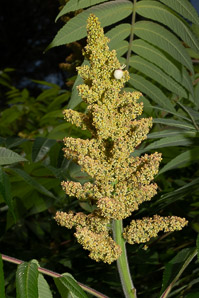 Rhus typhina (staghorn sumac)
