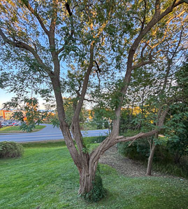 Robinia pseudoacacia (black locust)