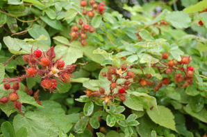 Rubus idaeus (wild raspberry)