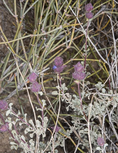 Salvia dorrii (desert sage, tobacco sage, door’s sage)