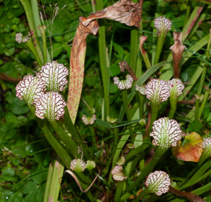 Sarracenia leucophylla (white-topped pitcher plant)