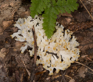 Sebacina schweinitzii (jellied false coral fungus)