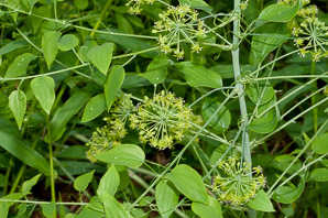 Smilax herbacea (smooth carrion flower, carrion vine, herbaceous carrion flower, smooth herbaceous greenbrier)