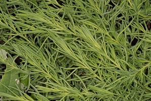 Suaeda maritima (common seablite, herbaceous seepweed)