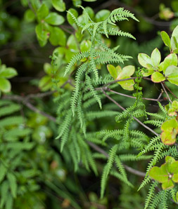 Thelypteris palustris (marsh fern, eastern marsh fern)