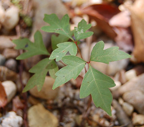 Toxicodendron pubescens (Eastern poison oak, poison oak, Atlantic poison oak)