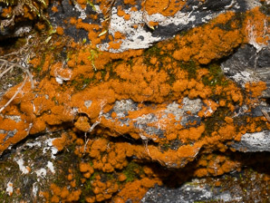 Trentepohlia aurea (orange rock hair)