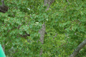 Triadica sebifera (Chinese tallow)