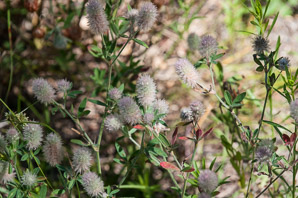 Trifolium arvense (rabbit-foot clover, rabbitfoot clover, hares-foot clover, stone clover, oldfield clover)