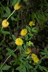 Trifolium aureum (hop clover, large hop clover, large hop trefoil, golden clover)