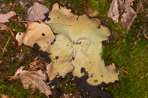 Umbilicaria mammulata (smooth rock tripe, navel lichen)