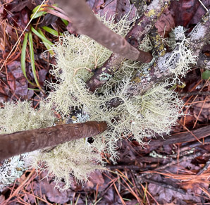 Usnea lapponica (powdered beard lichen, Lapland beard lichen)