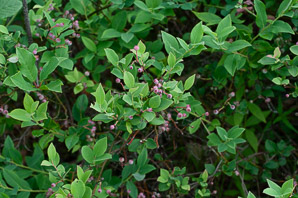 Vaccinium corymbosum (highbush blueberry)