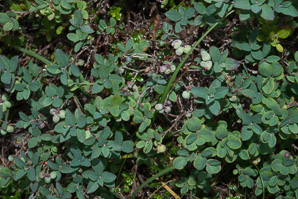 Vaccinium uliginosum (bog huckleberry, bog bilberry, northern bilberry, bog blueberry, alpine blueberry)