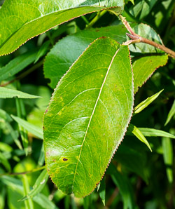 Viburnum lentago (nannyberry, sheepberry, sweet viburnum)
