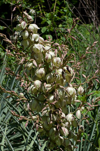 Yucca filamentosa (Adam’s needle, yucca)