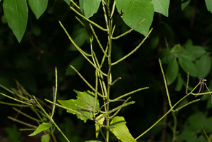 Alliaria petiolata (garlic mustard)