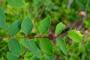 Apocynum androsaemifolium (spreading dogbane)