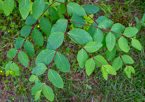 Apocynum androsaemifolium (spreading dogbane)