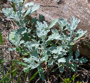 Artemisia stelleriana (hoary mugwort, Dusty Miller, beach wormwood, oldwoman)