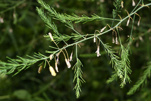 Asparagus officinalis (asparagus, wild asparagus)