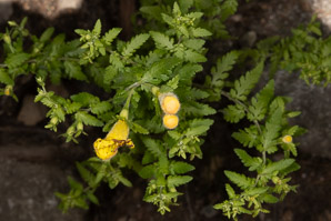 Aureolaria pedicularia (fernleaf yellow false foxglove, northern oak-leach)