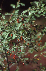 Berberis thunbergii (Japanese barberry, Thunberg’s barberry, red barberry)