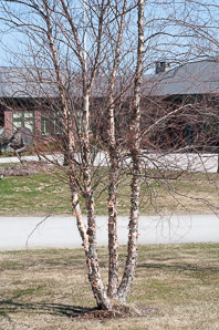 Betula nigra (river birch, black birch)