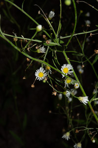 Boltonia asteroides (false aster, white doll’s daisy)