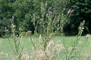 Carduus acanthoides (spiny plumeless thistle, welted thistle, plumeless thistle, spiny plumeless-thistle)