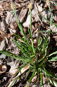 Carex caryophyllea (vernal sedge)