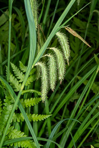 Carex crinita (drooping sedge, long-haired sedge, fringed sedge)