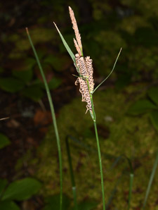 Carex lenticularis (lenticular sedge)
