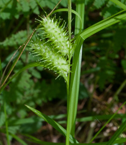 Carex lurida (sallow sedge, shallow sedge)