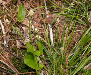 Carex pensylvanica (Pennsylvania sedge, Penn sedge, early sedge, common oak sedge, yellow sedge)