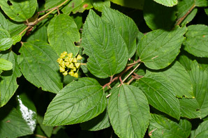 Ceanothus americanus (New Jersey tea, red root, wild snowball, mountain sweet)