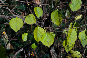 Celastrus orbiculatus (Oriental bittersweet, Asiatic bittersweet)