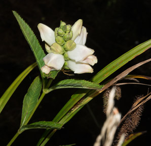 Chelone glabra (turtlehead, snake-head, turtle-bloom, shellflower, bitter herb, white chelone, white turtlehead)