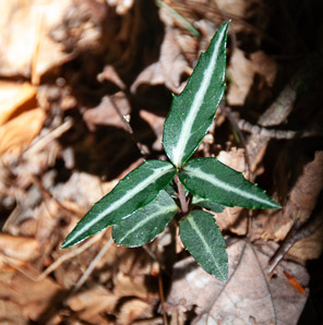 Chimaphila maculata (spotted wintergreen, striped wintergreen, spotted pipsissewa)
