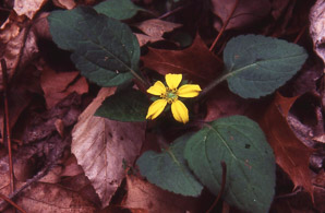 Chrysogonum virginianum (golden star, goldenstar, golden-knees, green-and-gold)