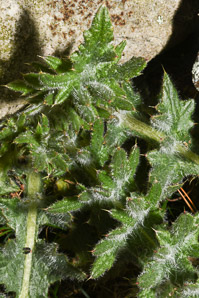 Cirsium vulgare (bull thistle)
