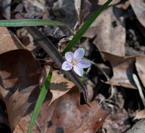 Claytonia virginica (Virginia spring-beauty)