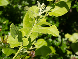 Cordia lutea (yellow cordia, muyoyo)