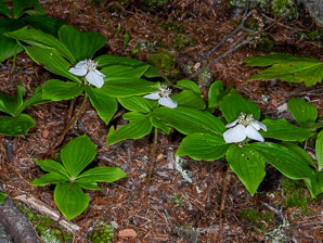 Cornus canadensis (bunchberry, Canadian dwarf cornel, Canadian bunchberry, crackerberry, bunchberry dogwood)