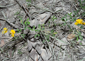 Crotalaria pumila (low rattlebox)