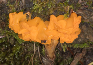 Dacryopinax spathularia (fan-shaped jelly fungus)