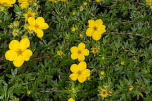Dasiphora fruticosa (shrubby cinquefoil, golden hardhack, bush cinquefoil)